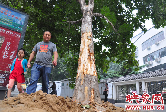 大樹根部翹起，歪向人行道邊。