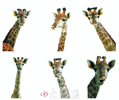 不是我們“高高在上”，只是個子太高就看看臉吧！