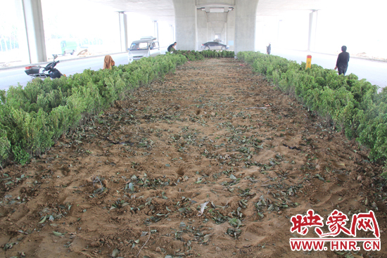 4月17日，當(dāng)記者經(jīng)過該路段時，發(fā)現(xiàn)那些“大葉女貞”并沒有繼續(xù)留在橋下生長，而是被悄悄移走了。