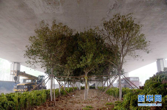 鄭州紫辰路與南三環(huán)交叉口向西，南三環(huán)快速路立交橋下，種植了40余棵大葉女貞，樹木已與立交橋底齊高。