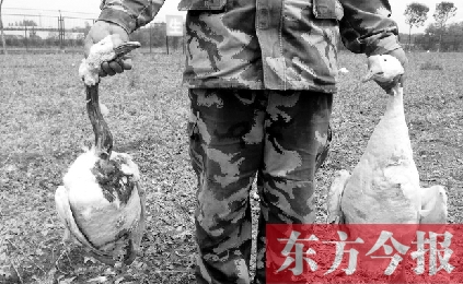 濟(jì)源一山間農(nóng)場遭襲，死傷200多只大鵝