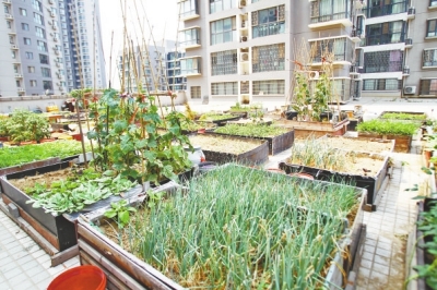 小區(qū)3層商鋪的樓頂是個(gè)大平臺(tái),個(gè)人圍起來的“小菜園”約有50多個(gè)。 小區(qū)3層商鋪的樓頂是個(gè)大平臺(tái),個(gè)人圍起來的“小菜園”約有50多個(gè)。
