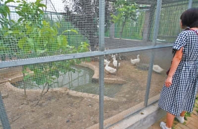 救助鳥類的大籠子里沒有鳥類，鴨子和鵝占了“鵲巢