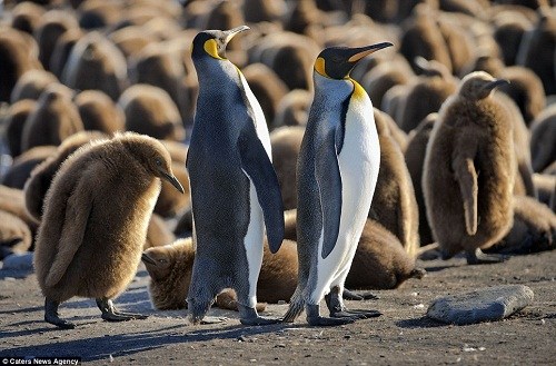 企鵝爸爸媽媽總能憑借叫聲準確的找到自己的寶寶 企鵝爸爸媽媽總能憑借叫聲準確的找到自己的寶寶