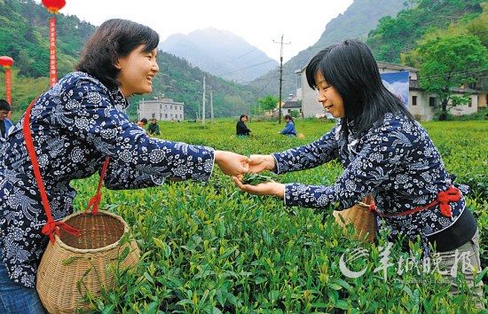 　　名茶六安瓜片原產(chǎn)地,游客身穿采茶女服裝在茶園體驗(yàn)采摘新茶的樂趣。