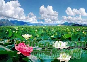 爸爸去哪兒？親密接觸荷花仙子