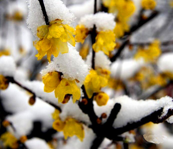 第三屆鄢陵臘梅文化節(jié)盛大開幕邀您來(lái)