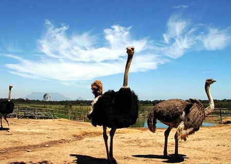 春節(jié)去哪兒？出游地圖告訴您！