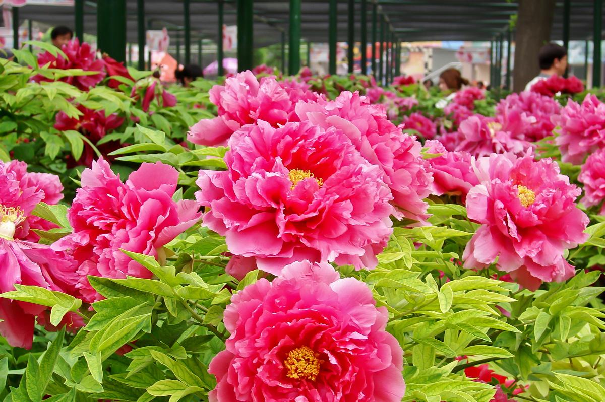 今年中國(guó)洛陽(yáng)牡丹文化節(jié)將于4月5日拉開(kāi)帷幕