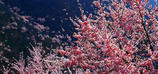 撿垃圾換玫瑰 女人節(jié) 愛在神農(nóng)山！