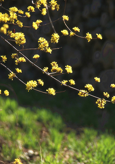 有一種呼喚，叫春天里的蟒河！