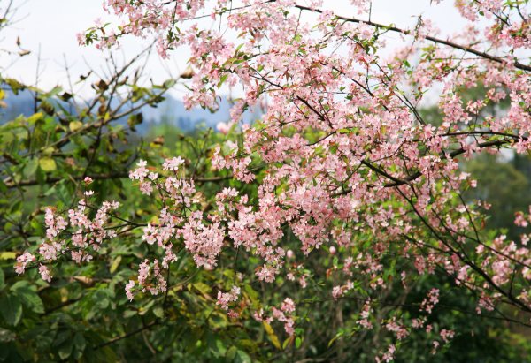 春享峨眉，樂游其中，且玩且珍惜