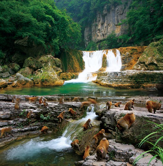 小長假游客扎堆蟒河、擠爆猴山