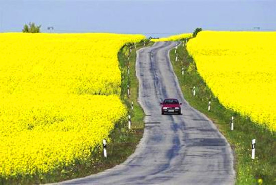 清明節(jié)自駕游避“陷阱”:超速壓線最易挨罰單 清明節(jié)自駕游避“陷阱”:超速壓線最易挨罰單