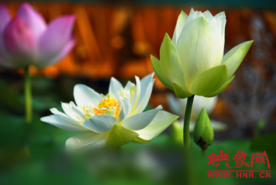 7月5日,第七屆淮陽荷花節(jié)將于7月8日正式拉開序幕。