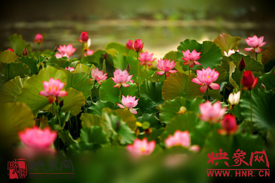 7月5日,第七屆淮陽荷花節(jié)將于7月8日正式拉開序幕。