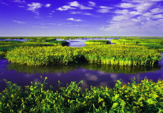 樂(lè)享綠色夏日 濕地公園生態(tài)親水之旅