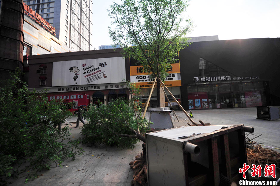 我和我的小伙伴們都驚呆了！沈陽真樹"種"上假樹葉