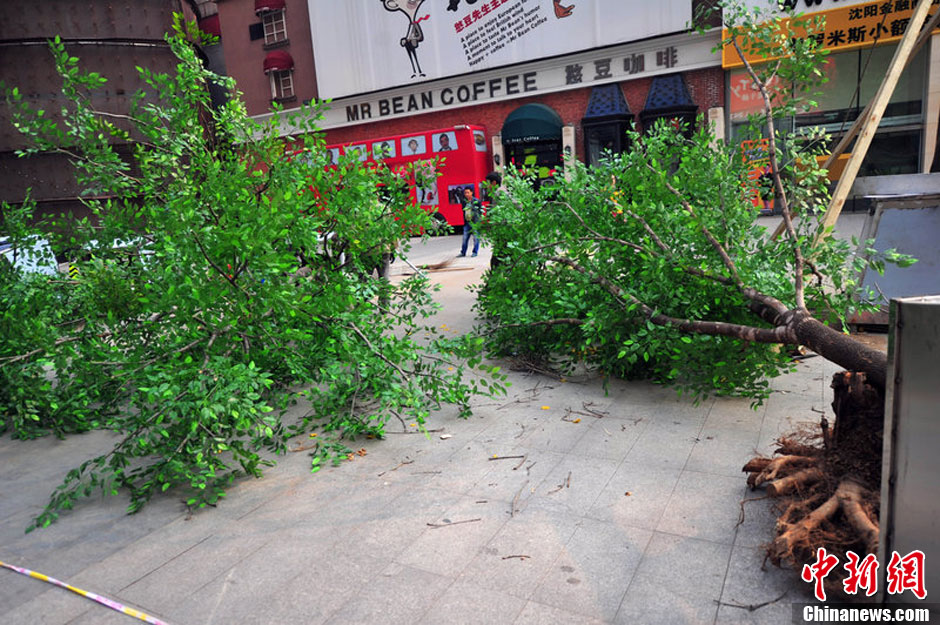 我和我的小伙伴們都驚呆了！沈陽真樹"種"上假樹葉