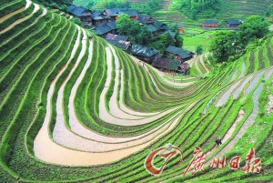 　　龍勝梯田錯(cuò)落有致。