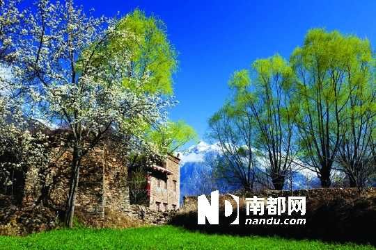 　　三月里,川西北的梨花盛放,寨子、碉樓、梨花……構(gòu)成最美的丹巴風(fēng)光。