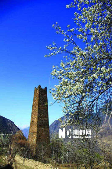 　　丹巴的碉樓與梨花互相輝映。