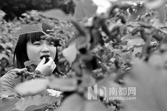 　　　　寶桑園桑葚已成熟,“五一”假期前都是吃桑葚的季節(jié)。南都記者 李向新 攝