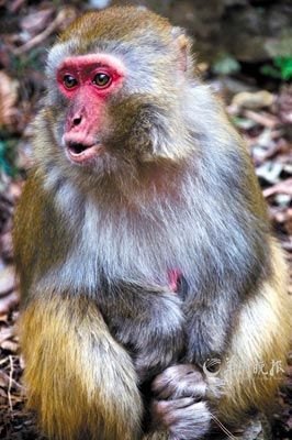 　　金鞭溪四周也是野猴的聚集地。