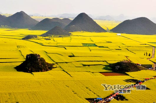 　　說到羅平, 無人不知,只因那有全國面積最大的油菜花田。(圖片來源:CFP)