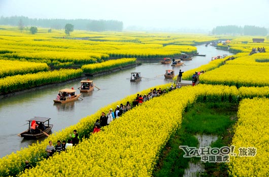 　　興化的油菜花最讓人心醉,因?yàn)闆]有一個(gè)地方能把油菜花和水景結(jié)合得如此到位。(圖片來源:CFP)