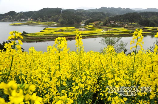 　　成片的油菜花同時(shí)開放,置身于其中,會感受到色彩給人的震撼和陶醉。(圖片來源:CFP)