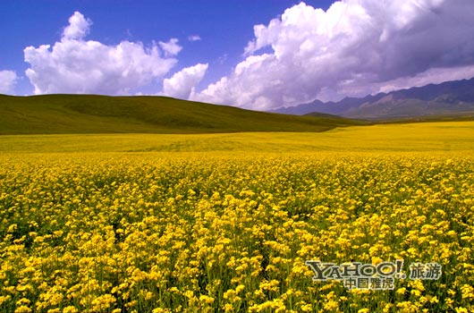 　　青海門源的油菜花景色甚為壯觀,十足的西部風(fēng)味。(圖片來源:CFP)