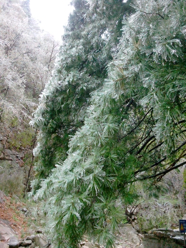 陽(yáng)春三月 在龍峪灣做一回“冰山上的來(lái)客”