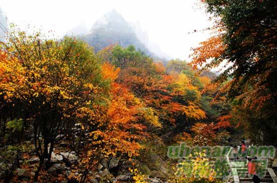 深秋去堯山賞紅葉、泡溫泉、拜大佛