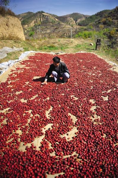 黃老漢家窯洞頂上鋪著一層紅棗,這也是他做黃饃饃的餡料。