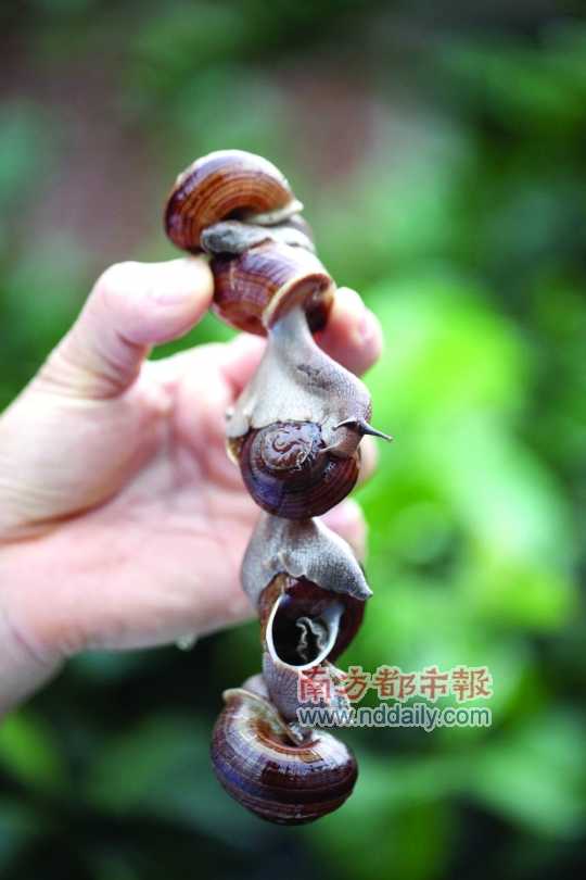 廣西的野生蝸牛追求原汁原味，做法也非常精簡。