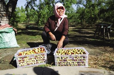 黃驊冬棗與梭子蟹齊名，但很多外地人并不知道它的好。