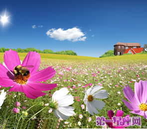 十二星座代表什么花？