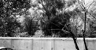 家長們熱切盼望的天明路小學規(guī)劃地，就在這個郁郁蔥蔥的院里