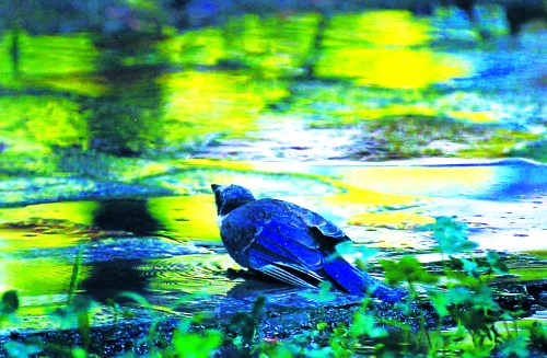 昨天，離三伏結(jié)束還有5天，鄭州、洛陽拉響“紅色警報”