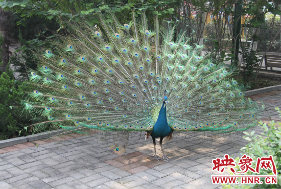 游客們來到動物園可以近距離觀賞孔雀開屏。