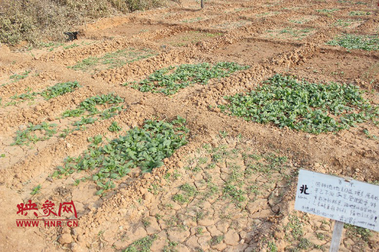 開心農(nóng)場哦，你可以再這兒包地，無毒無公害綠色產(chǎn)品