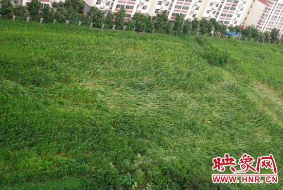 據(jù)映象網(wǎng)網(wǎng)友趙冠召反映，8月7日下午鄭州高新技術開發(fā)區(qū)突降暴雨冰雹，致使附近農(nóng)田近三分之一玉米倒伏