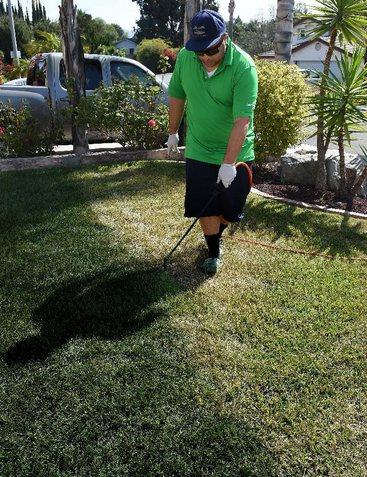 加州一市民正在為草地翻新“整容”。