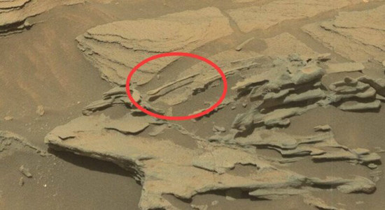 火星照片發(fā)現巨大嚙齒動物