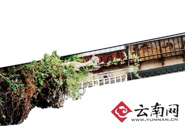 小貓下樹，但小貓就是不下來，反而爬到了一根緊貼著樹的電線上。