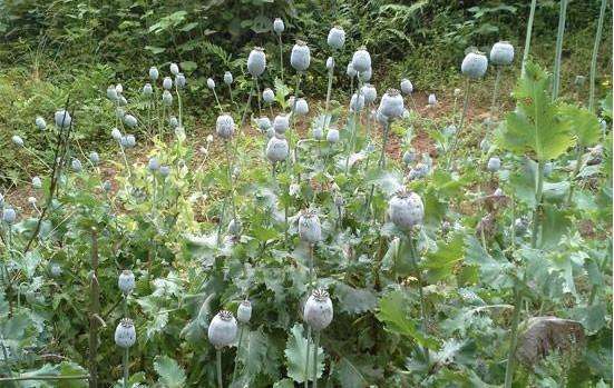 64歲村民為治病 在門(mén)前種64棵罌粟被拘留