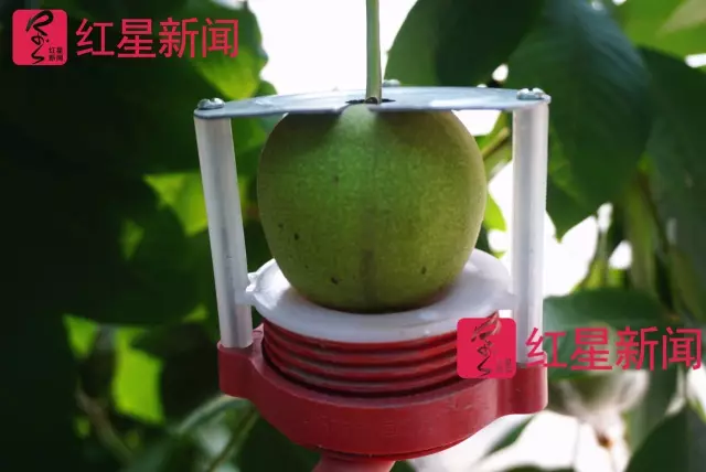 文玩核桃遇冷由幾萬(wàn)一對(duì)降到5元沒(méi)人要？商戶否認(rèn)