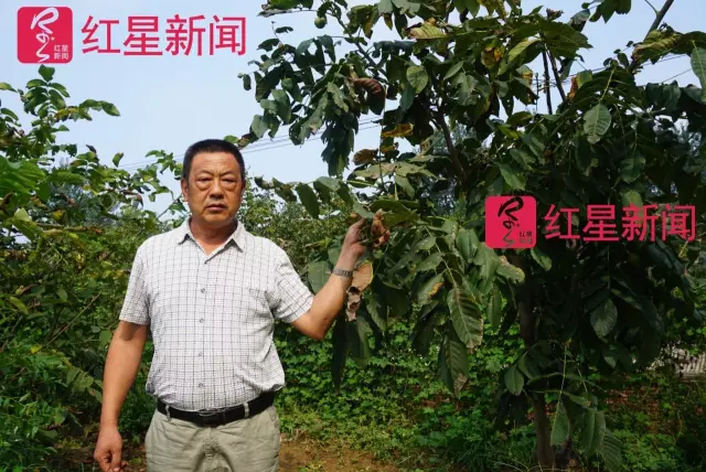 文玩核桃遇冷由幾萬(wàn)一對(duì)降到5元沒(méi)人要？商戶否認(rèn)