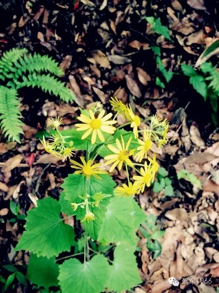 不僅有樹，還有美麗的小花花！